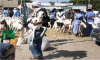 الملح والخميرة لتسمين الأضاحي في موريتانيا 