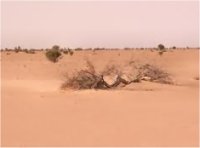 موريتانيا تتأهب لمواجهة الجفاف 