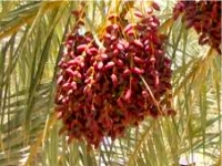 موسم جني التمور يجسد متانة العلاقة بين الإنسان والنخلة في موريتانيا 