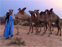 موريتانيا تستقبل القادة العرب بـ 1500 جمل (صور) 