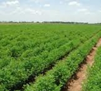 انطلاق حملة مشتركة بين موريتانيا والسنغال لمكافحة الآفات الزراعية العابرة للحدود 